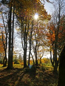 Autumn forest highlands sauerland photo
