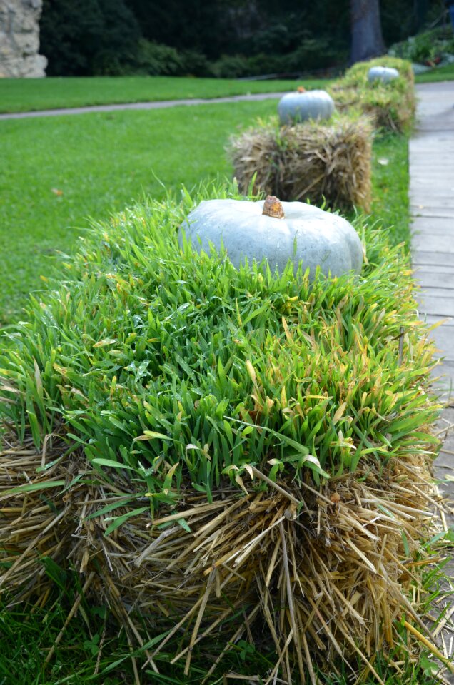 Grass agriculture october
