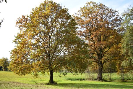 Tree fall leaves autumn mood photo