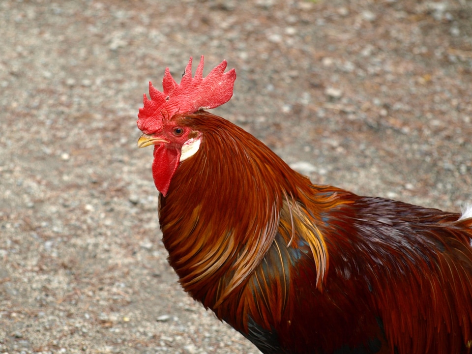 Male fowl farm gockel