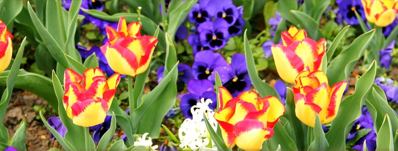 Flower nature floral