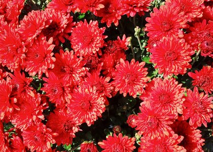 Autumn blossom red flower