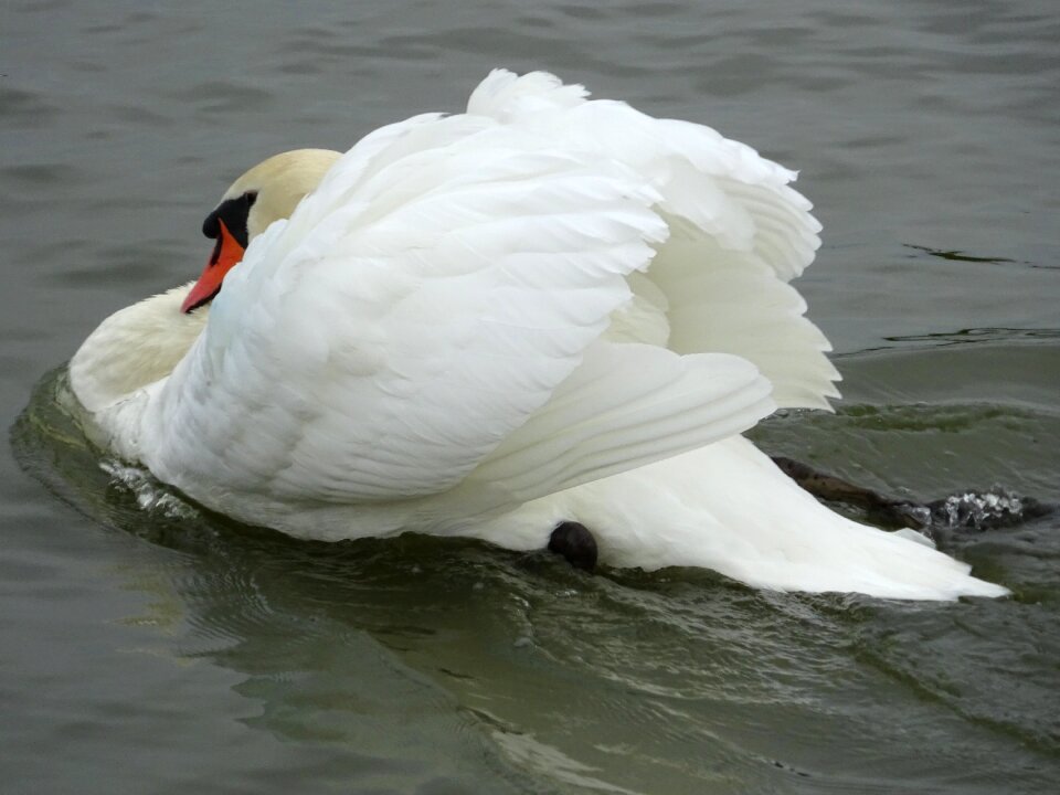 Cob riverside waterside
