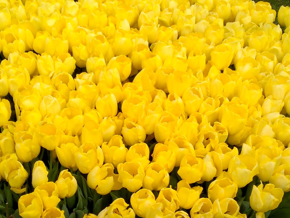 Yellow flower dutch tulips