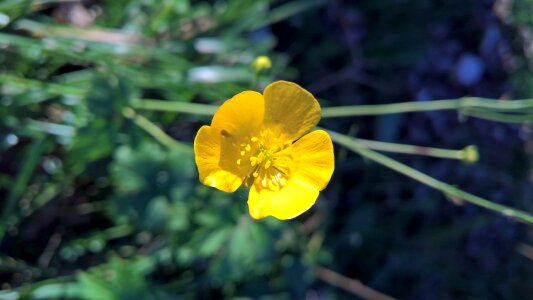 Yellow flower bloom beautiful flower