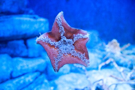 Marine star photo