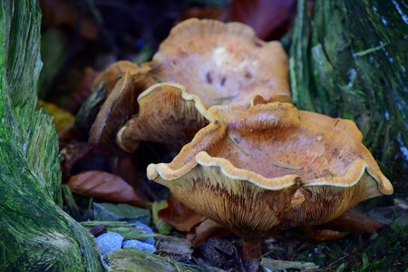 Autumn tree fungus mushroom picking photo