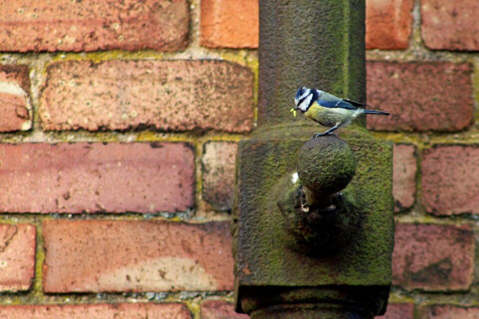 Drainpipe wall