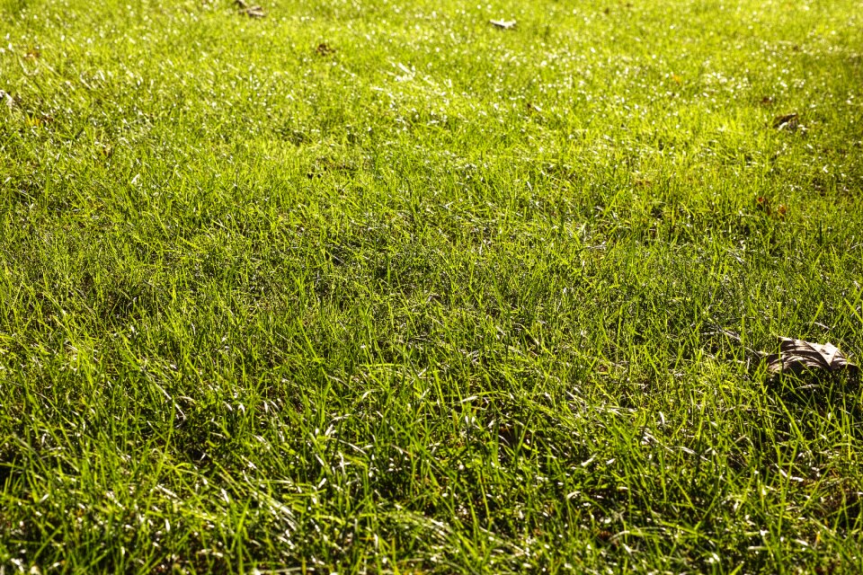 Plant natural beautiful