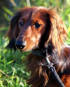 Long hair dachshund dachshund dog dog