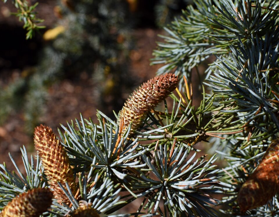 Spruce tree plant