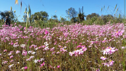 Western australia western australian wildflowers nature photo