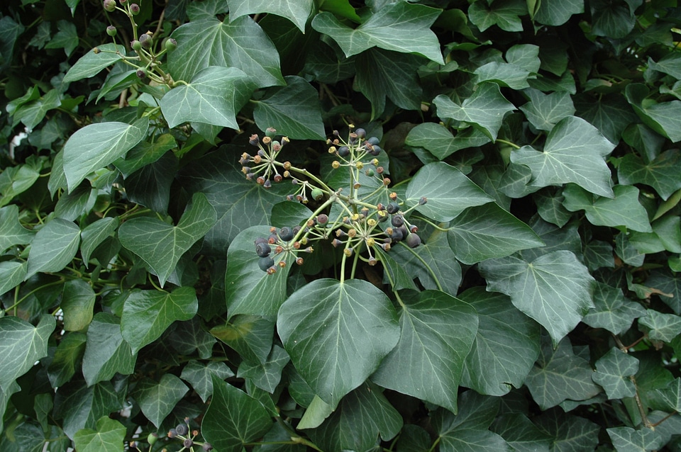 Climber plant winter grapevines