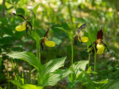 Frauenschuh wild nature