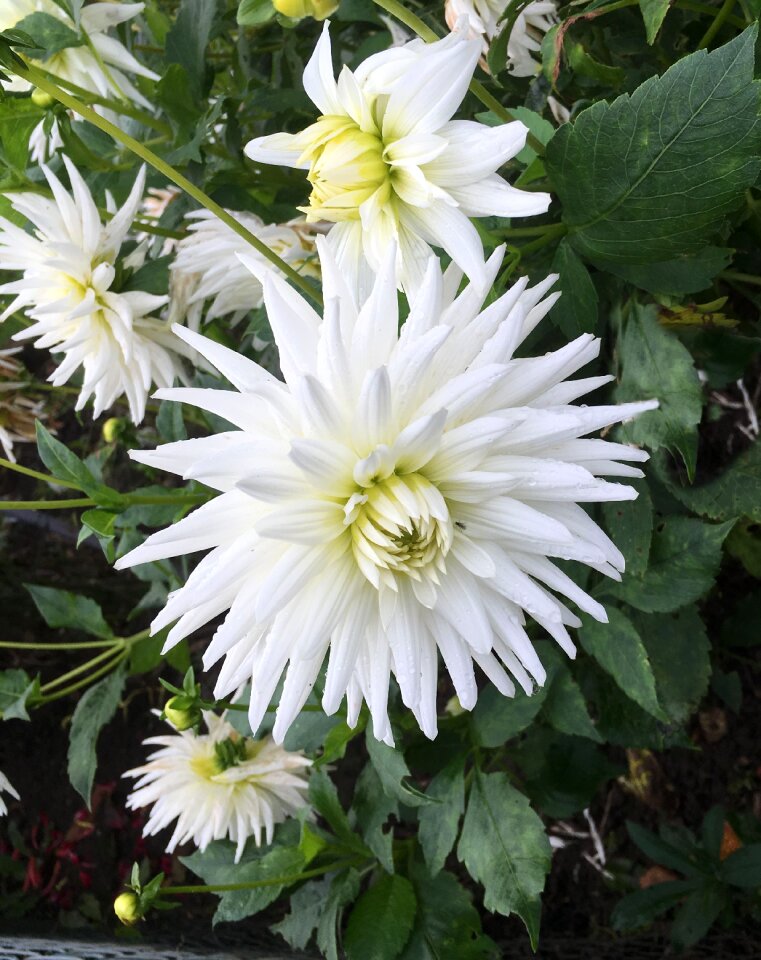Chrysanthemum garden close up