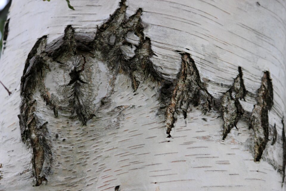 Bark birch wood tree