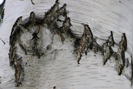 Bark birch wood tree