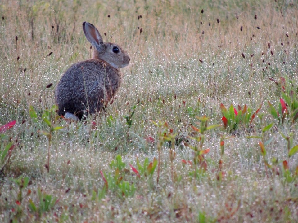 Long eared rodent sweet