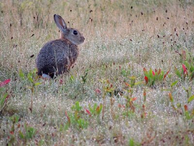 Long eared rodent sweet