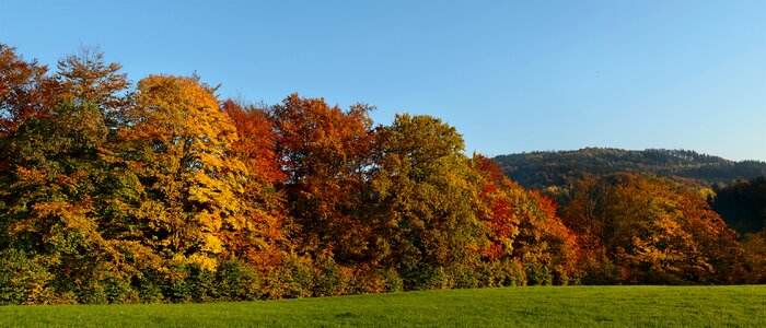 Autumn panorama trees