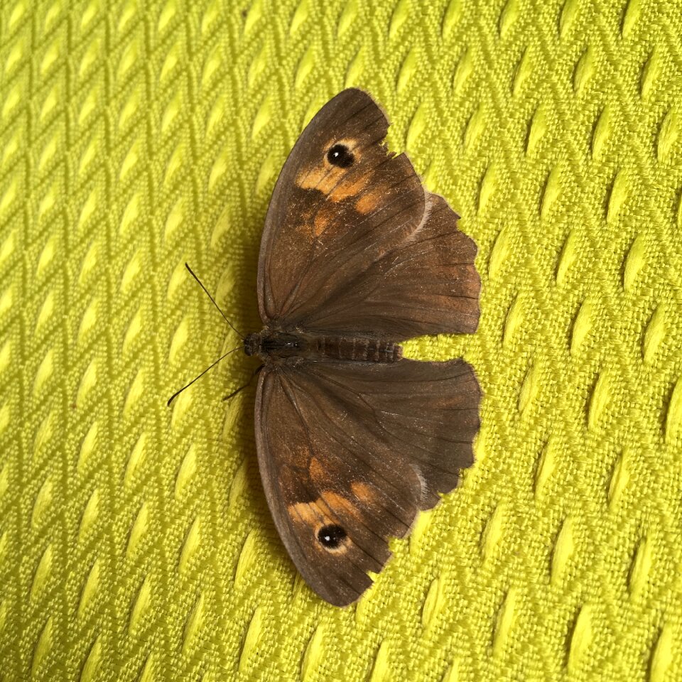 Lepidoptera butterfly wings