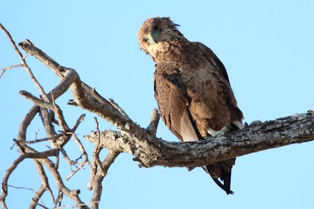 Wildlife prey nature