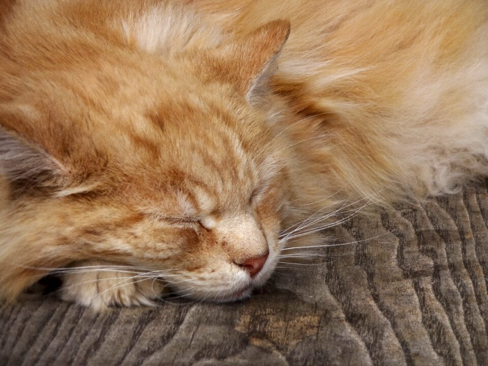 Cat asleep cat sleeping fluffy cat
