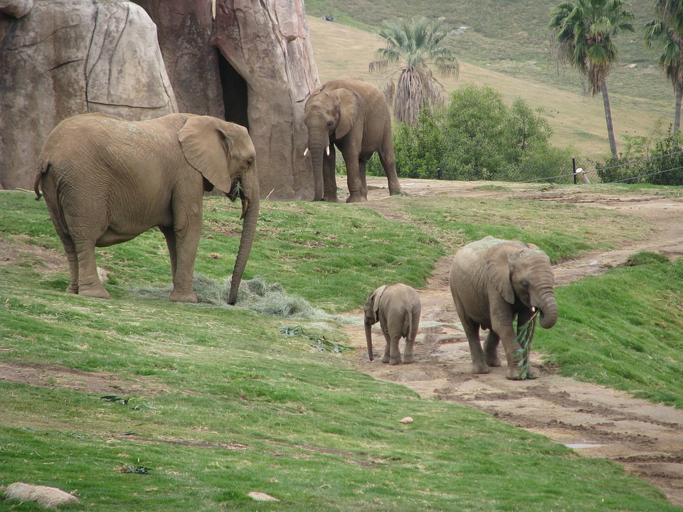 San diego zoo animal wildlife