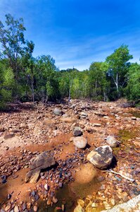 Mangroves tropical queensland