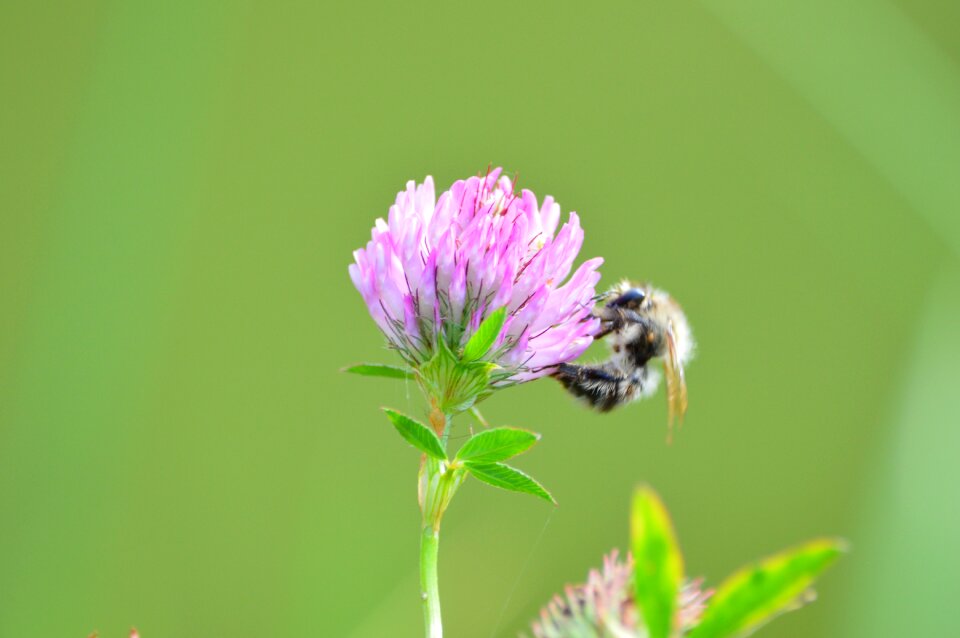 Hummel insect nature