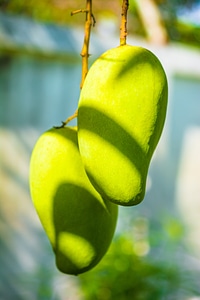 Fruits fruit green mango photo