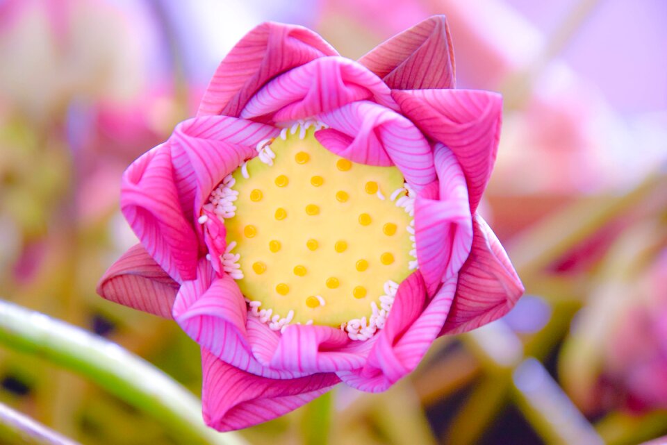 Lotos lotus flowers