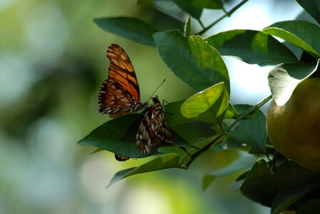 Insect tlapa de comonfort gro