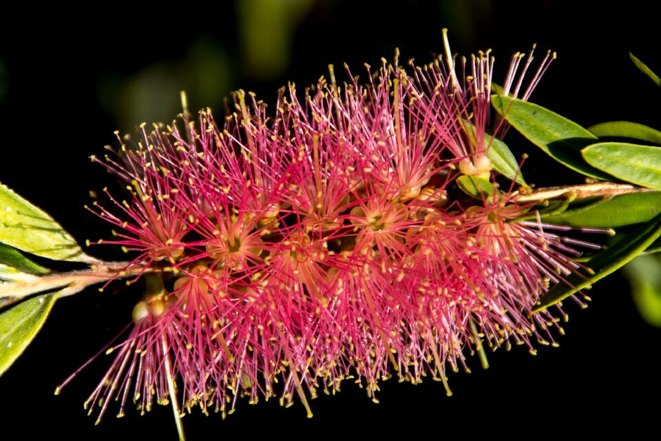Pink bright delicate