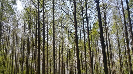 Forest meta-access ecuador find wood