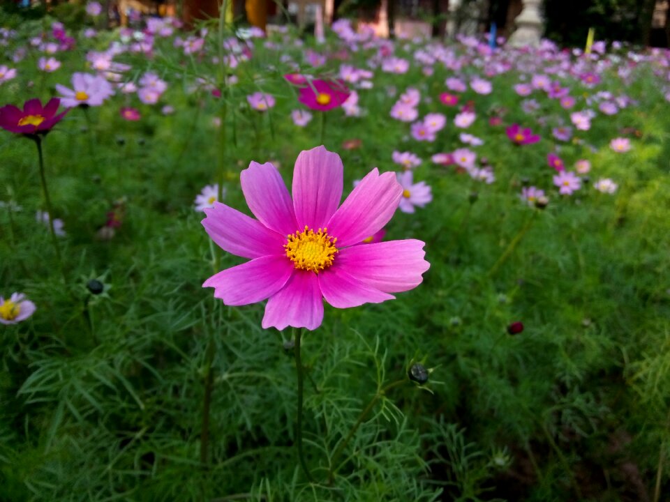 Flower spicy scenes natural