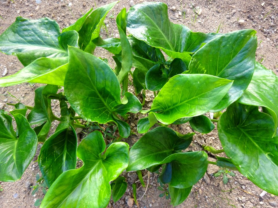 Garden green leaves autumn