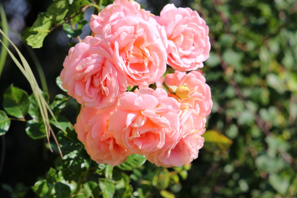 Many roses a stem love