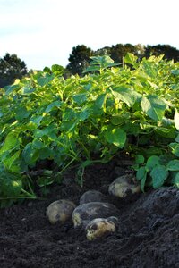 Agriculture food farming