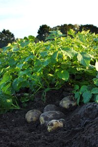 Agriculture food farming photo