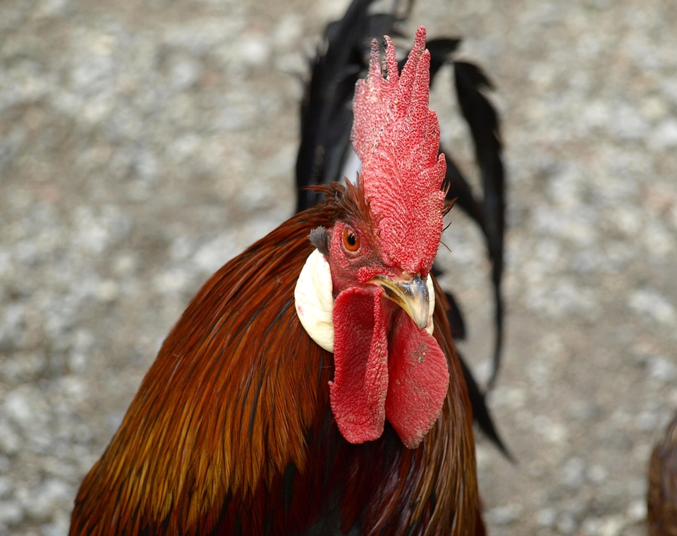 Male fowl farm gockel