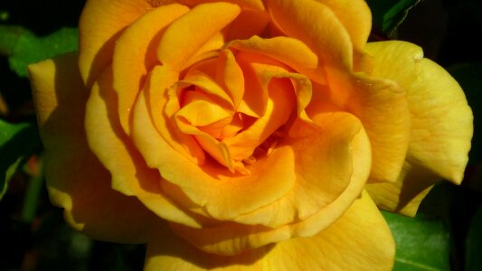 Blossom bloom beautiful