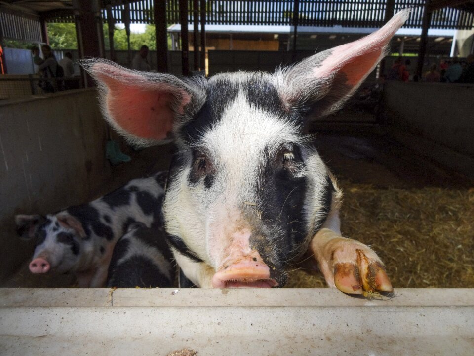 Snout farm animals close up of pig's face