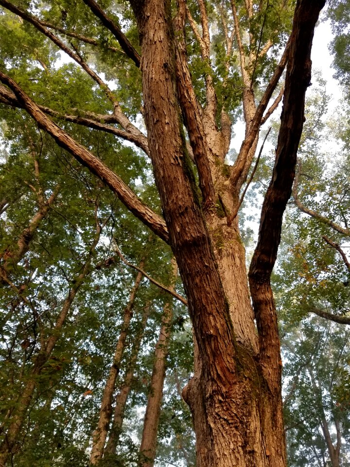 Landscape trunk environment