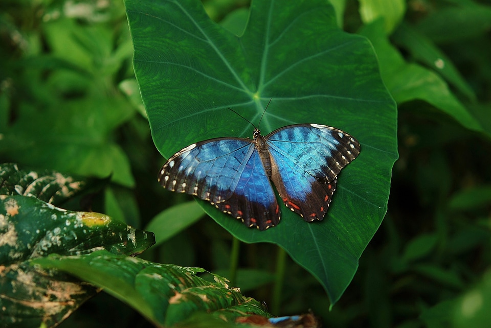 Butterfly colorful delicate