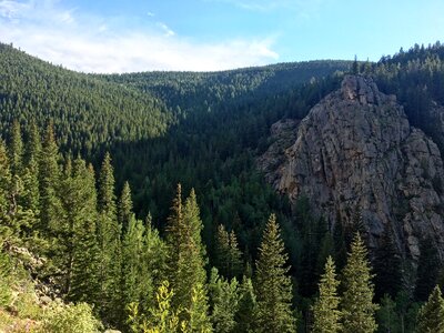 Scenic pine pine trees