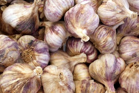 Heads of garlic fresh kitchen