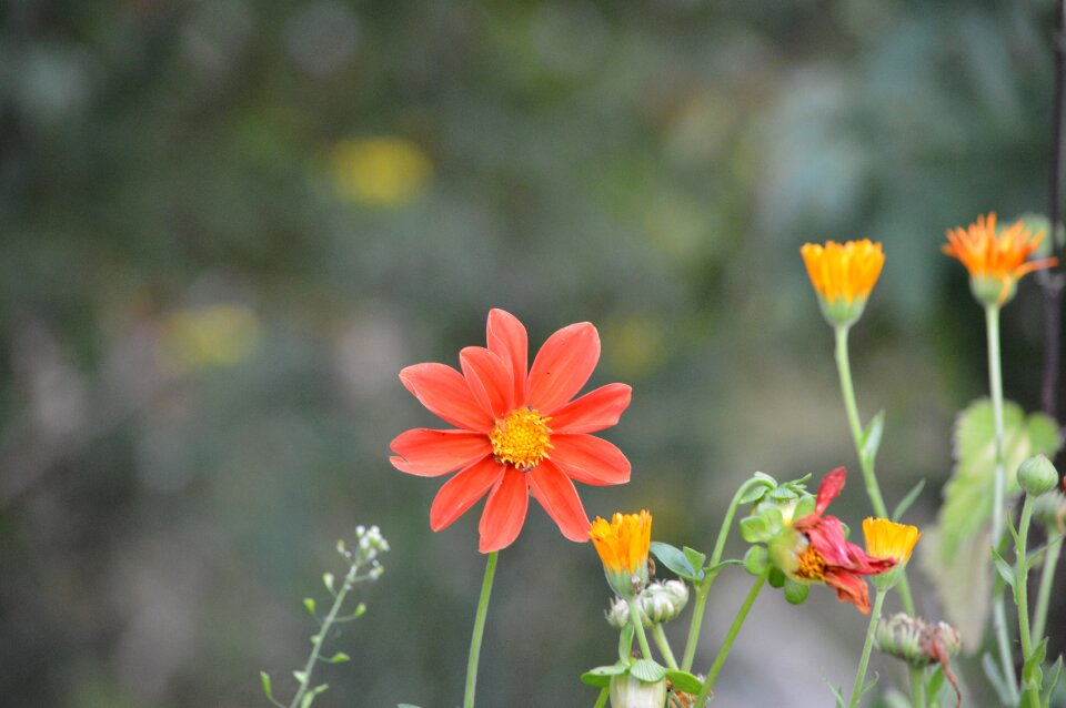 Garden of course plant