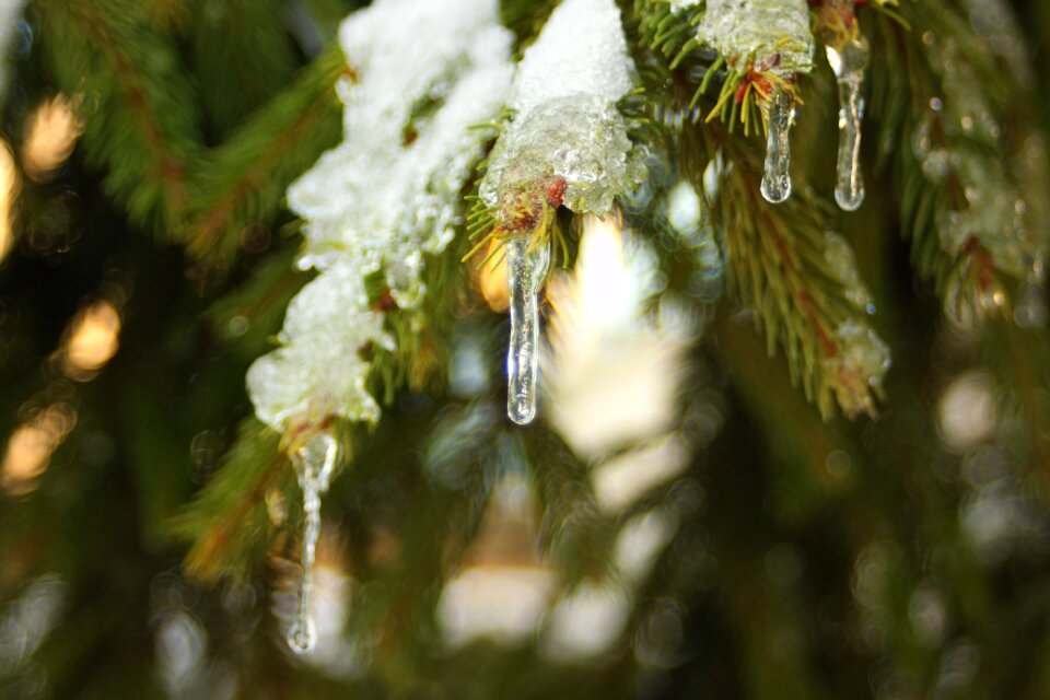 Pine close up frost