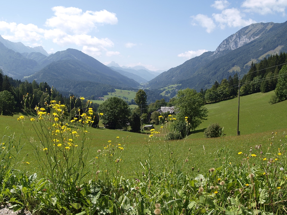 Meadow grass austria